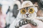 猫猫