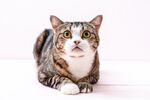 猫猫