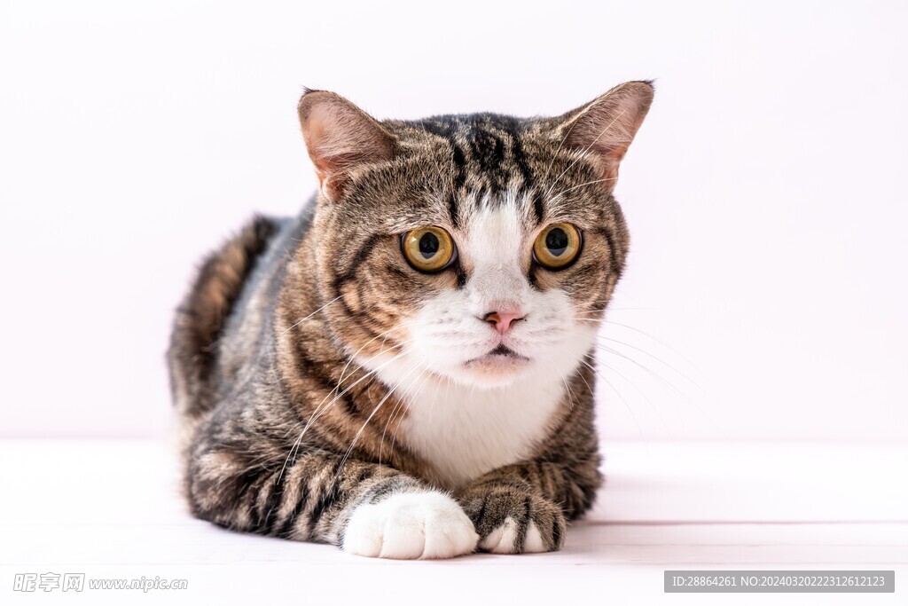 猫猫