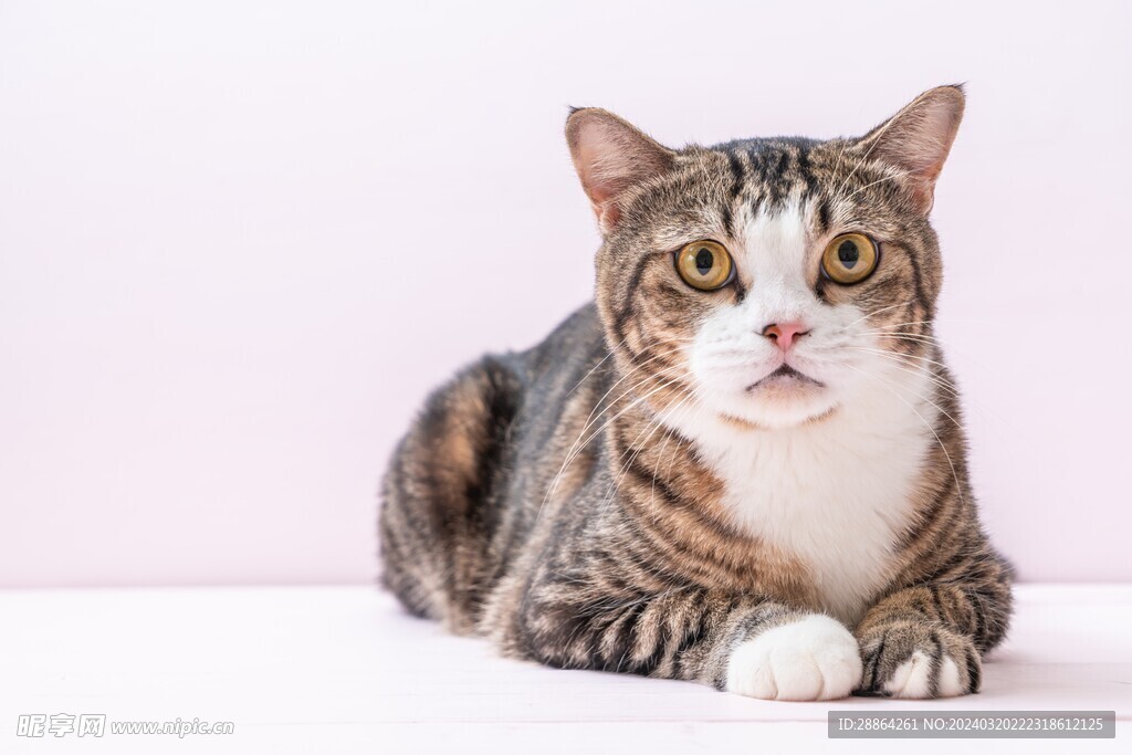猫猫