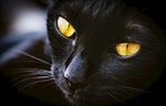 猫猫