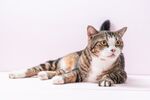 猫猫