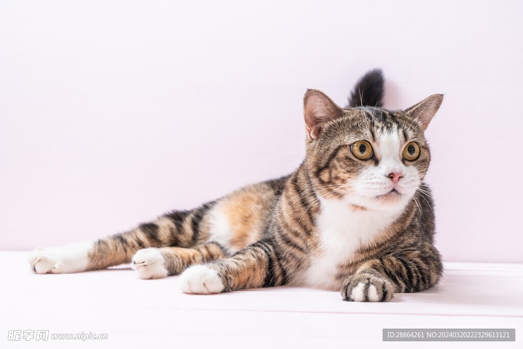 猫猫