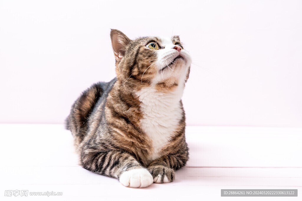 猫猫