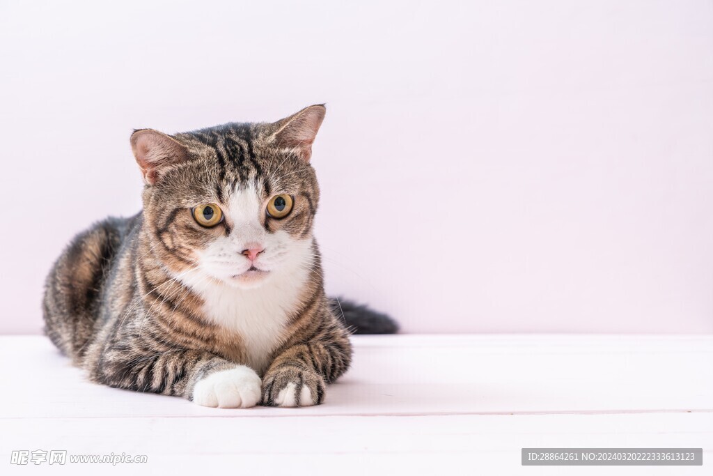 猫猫