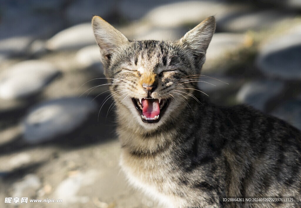 猫猫