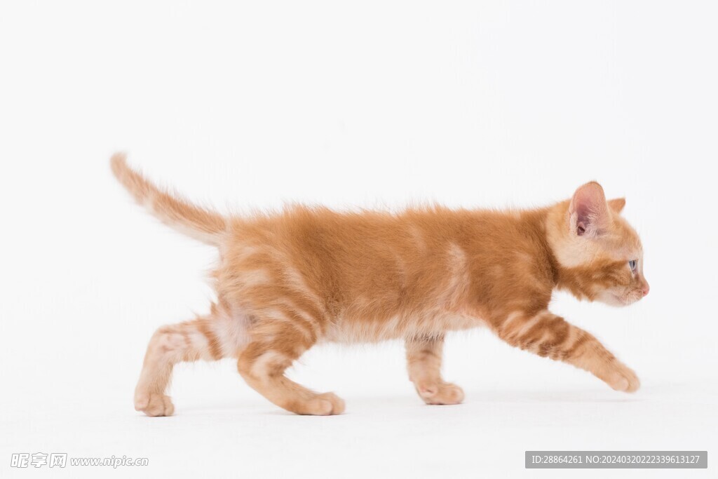 猫猫