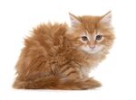 猫猫