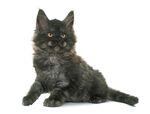 猫猫