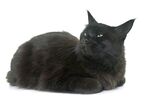 猫猫