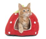 猫猫