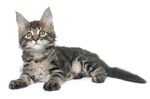 猫猫