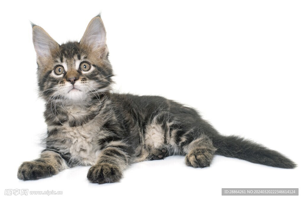 猫猫