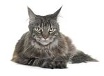 猫猫