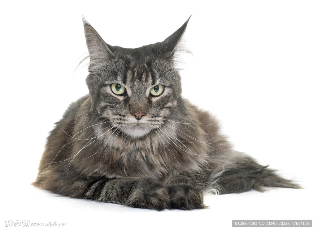 猫猫