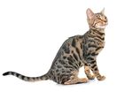 猫猫