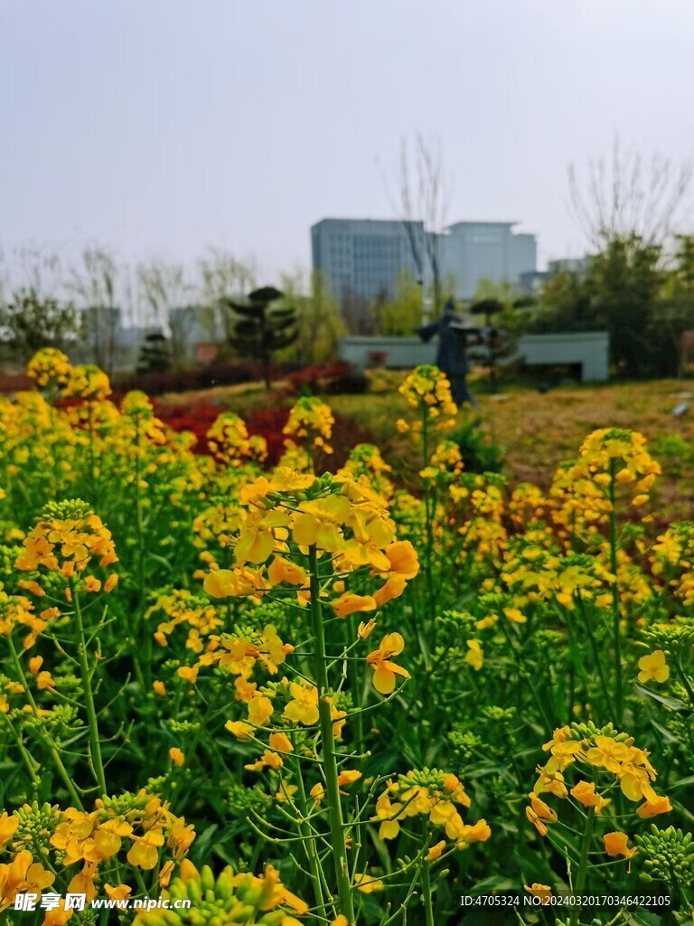 油菜花开