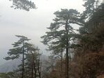 黄山松