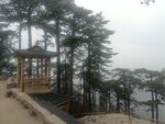 松树