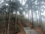 松树