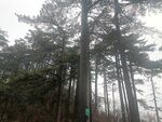 黄山松