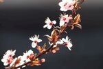 樱桃花