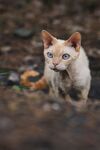 小猫