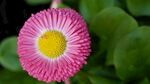 雏菊