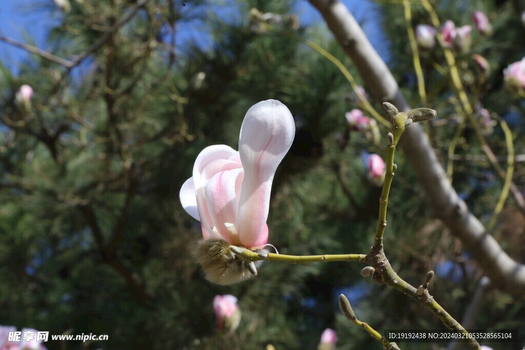 望春玉兰 