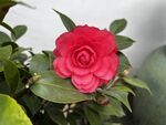 茶花