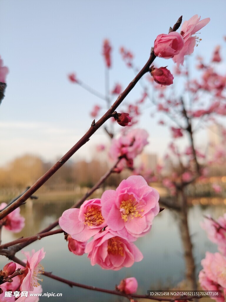 桃花开了