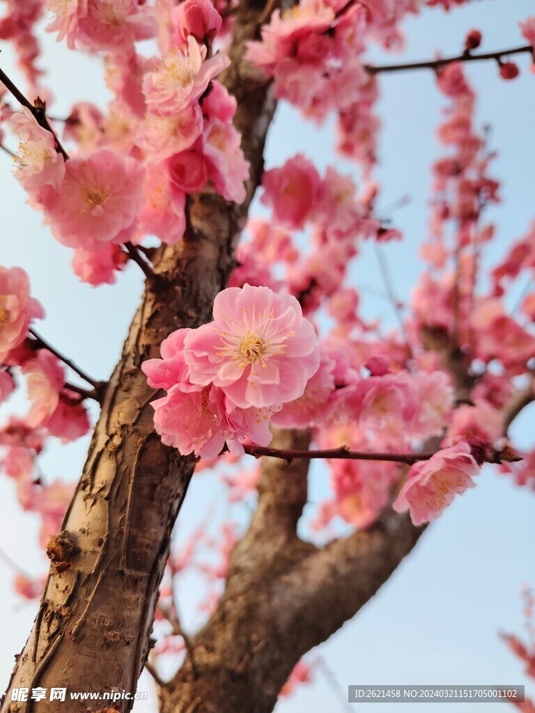 桃花朵朵开