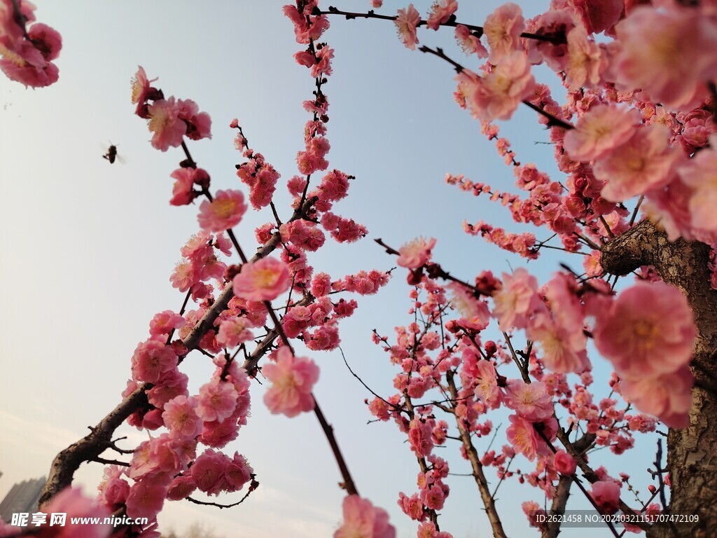 盛开的桃花