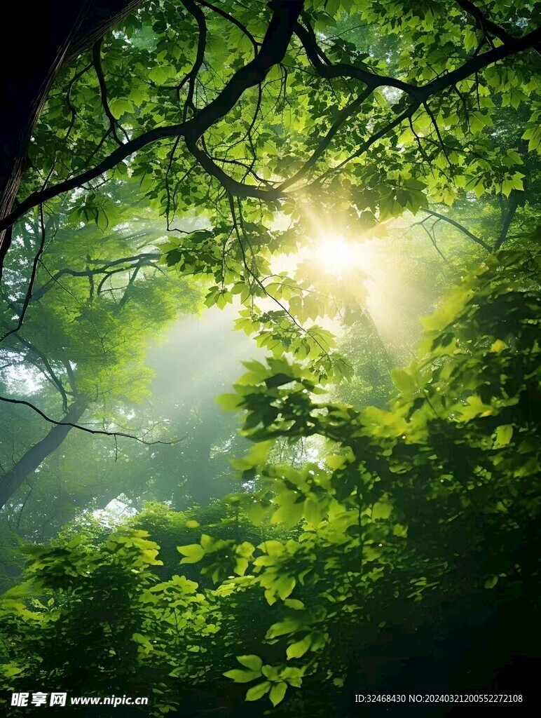 树林中太阳