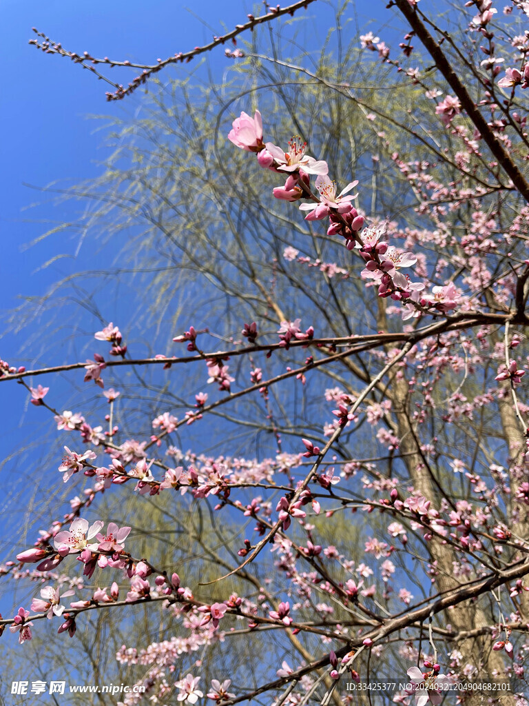 春暖花开