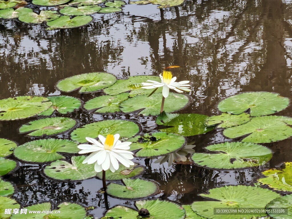 荷花