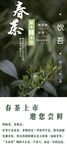 春茶