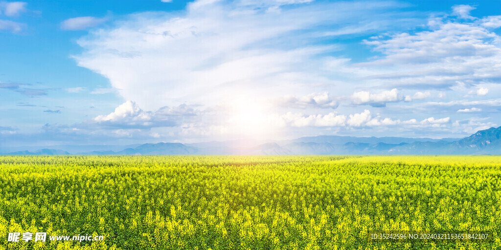 油菜花背景