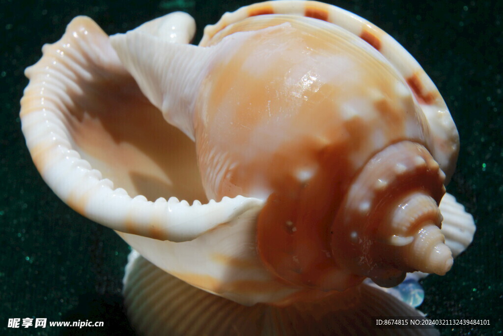 长成鹌鹑样的海螺