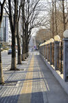 林荫路