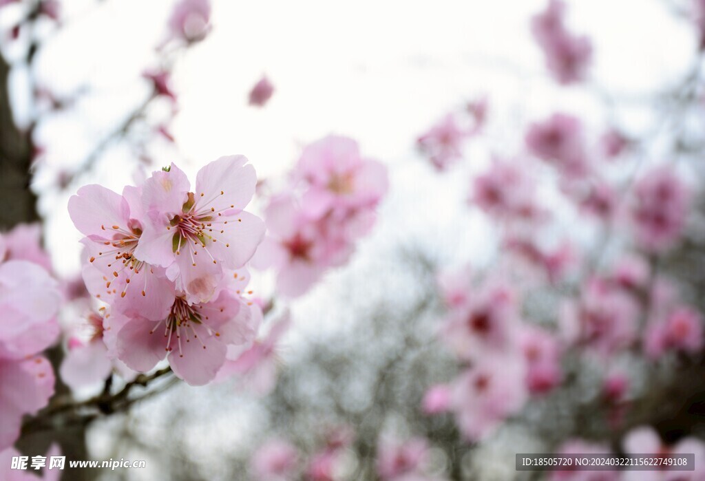 樱花