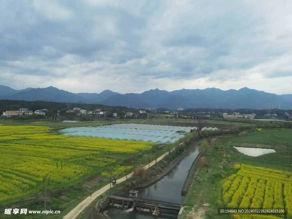 油菜花