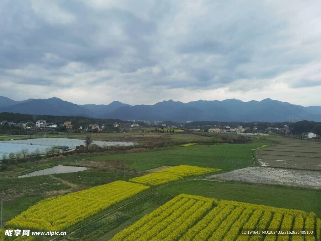 油菜花海