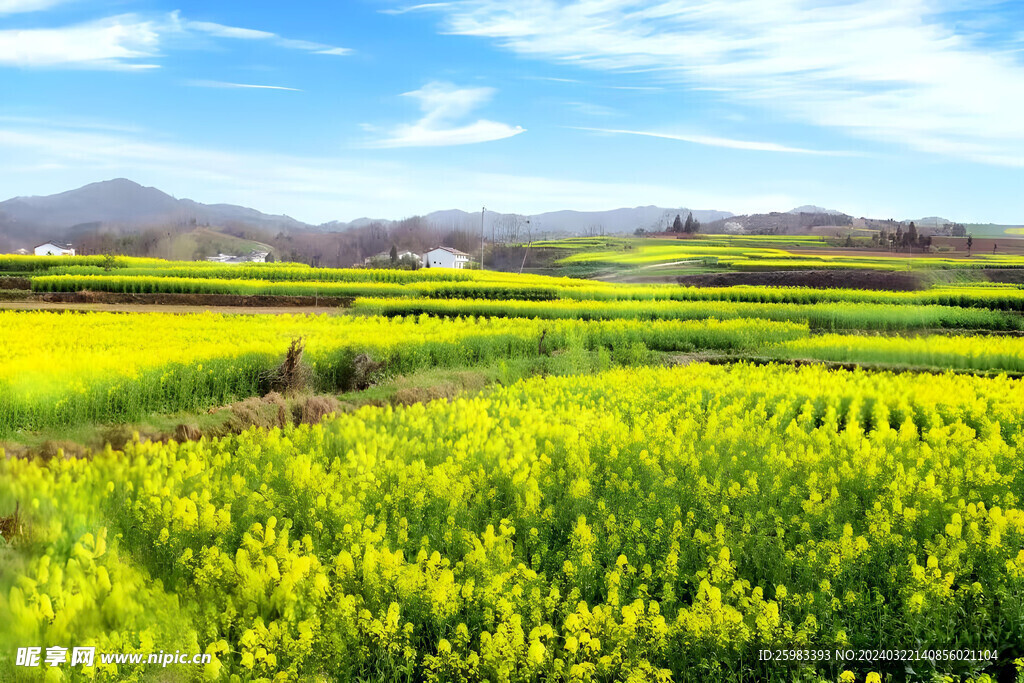 油菜花田