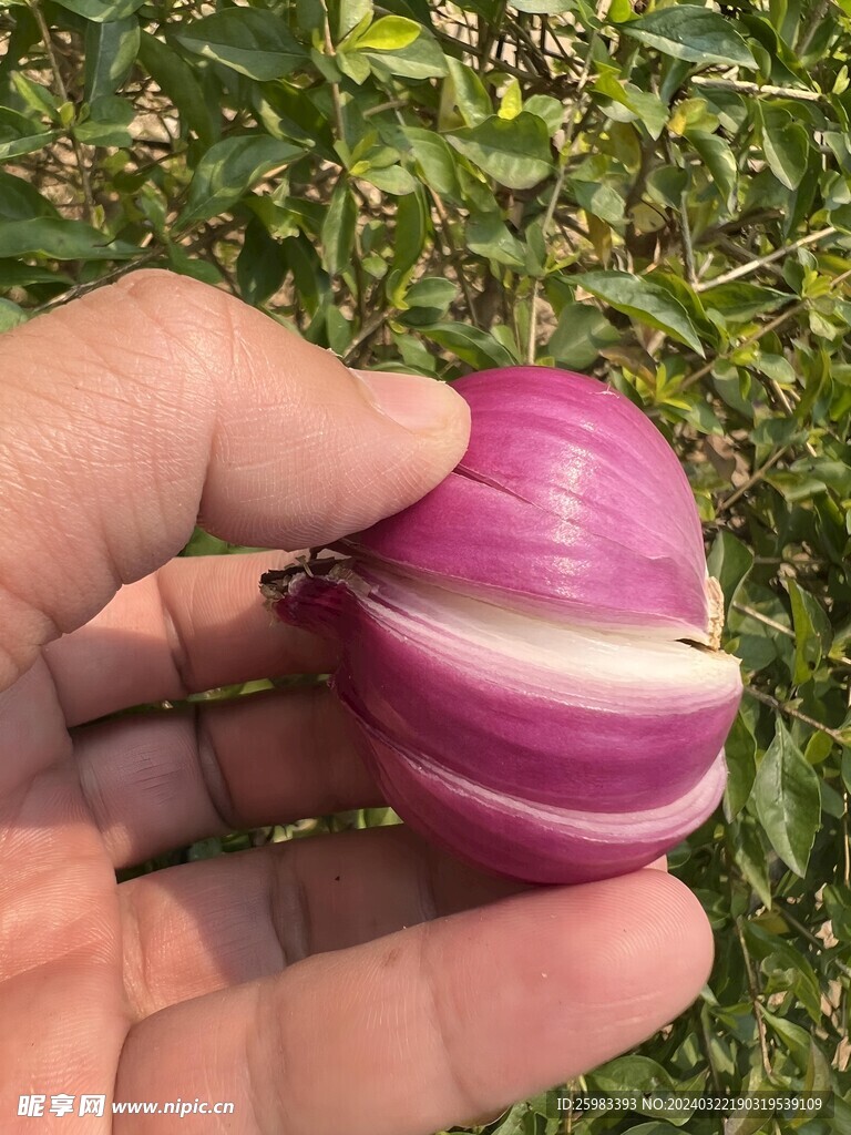 野餐