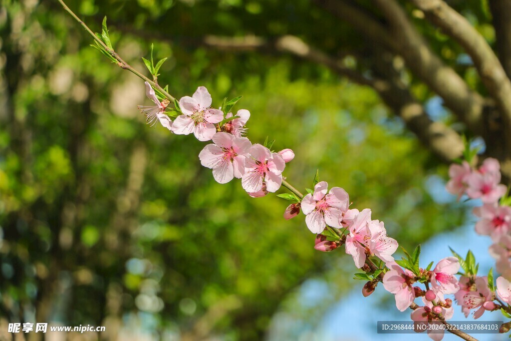 春日桃花