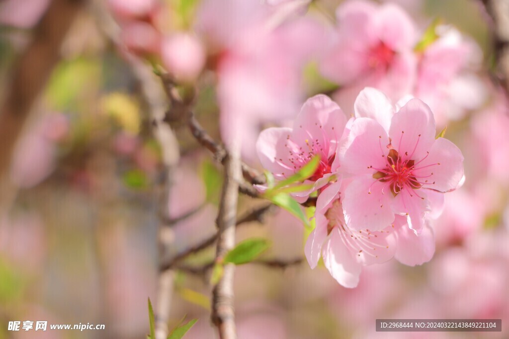 春日桃花