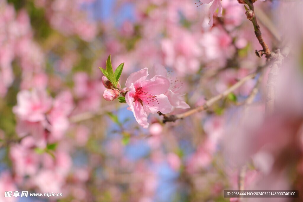 春日桃花