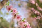 春日桃花