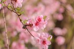 春日桃花